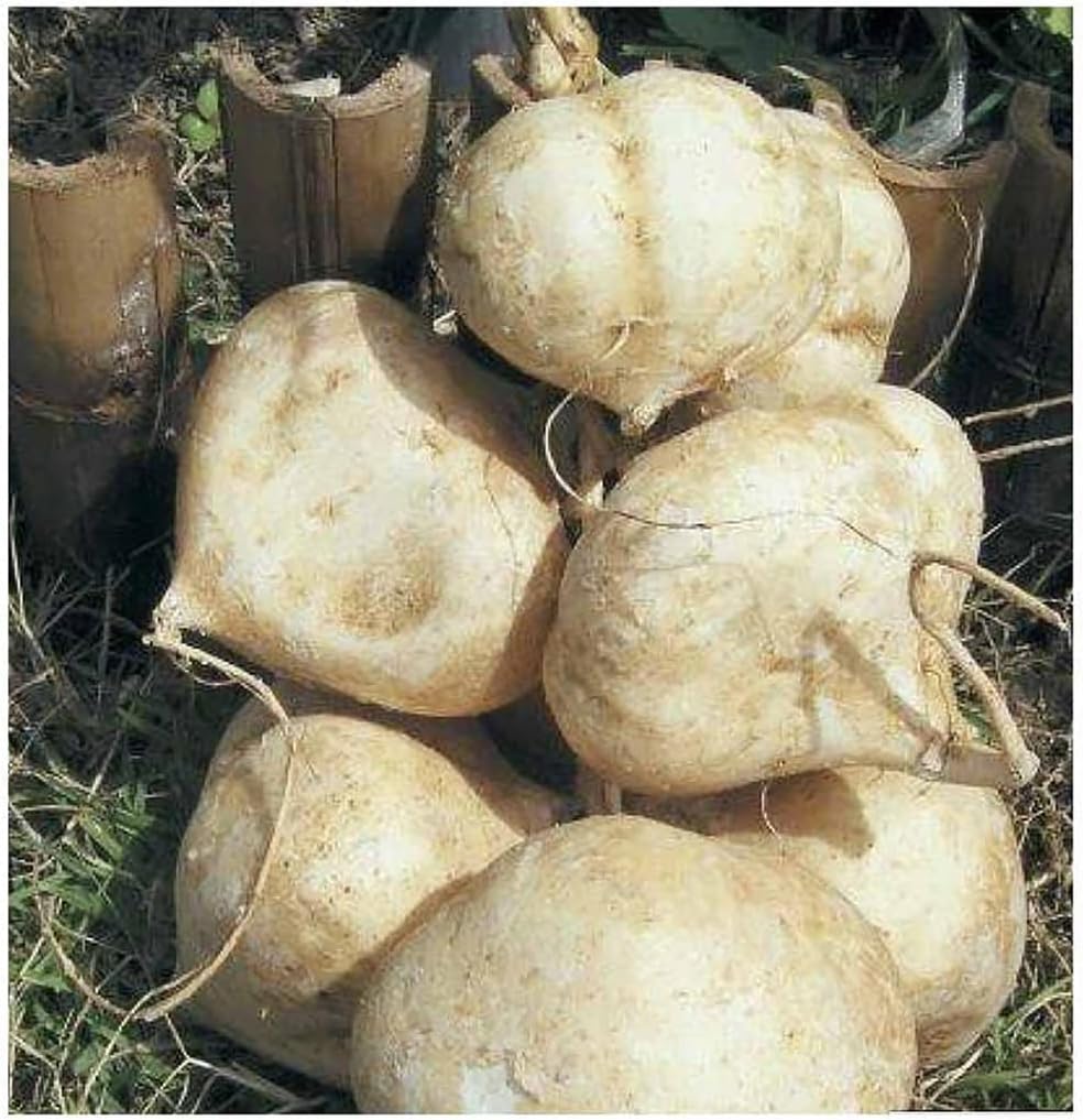 Thai Jicama Root Seeds – 20 Premium Yam Bean Seeds for Home Gardening