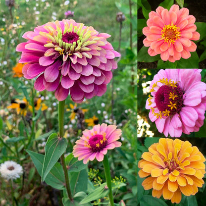 Zinnia Seeds
