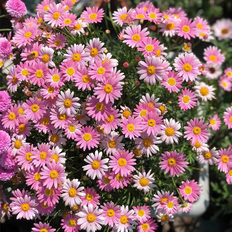 Pyrethrum Seeds  Mixed