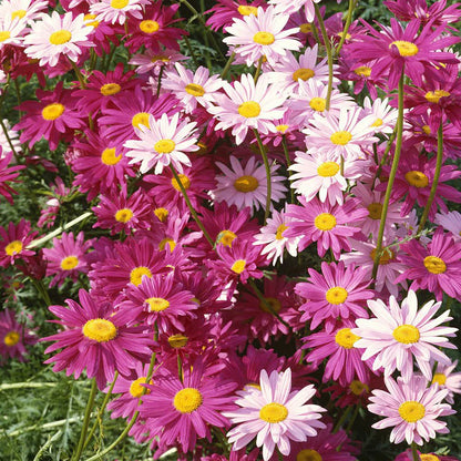 Pyrethrum Seeds  Mixed