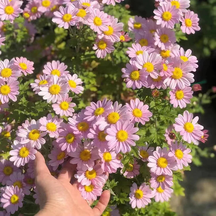 Pyrethrum Seeds  Mixed