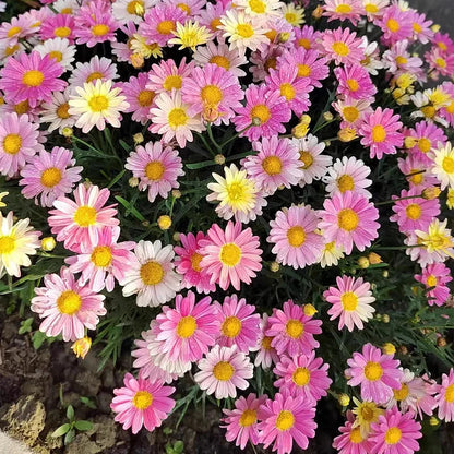 Pyrethrum Seeds  Mixed