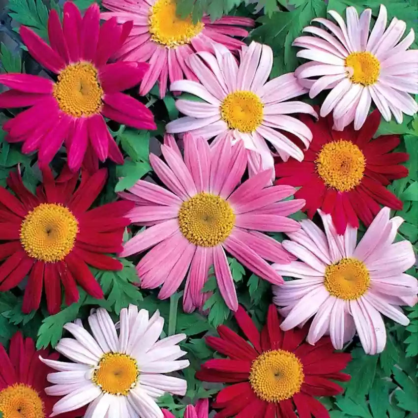 Pyrethrum Seeds  Mixed