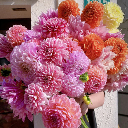 Dahlia Seeds