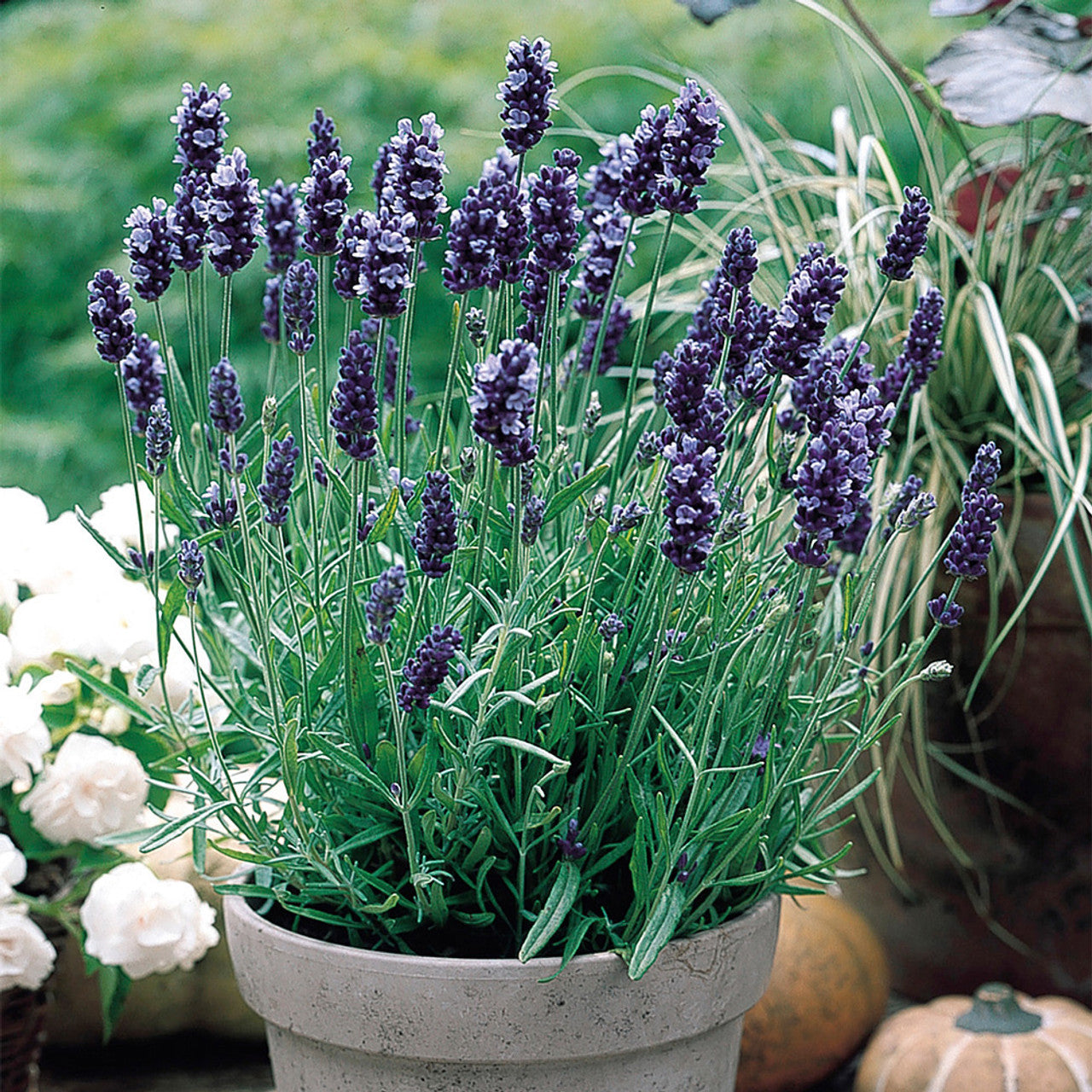 Lavender Seeds