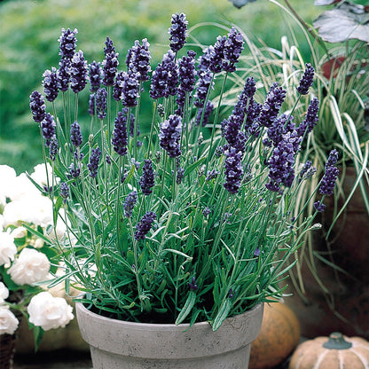 Lavender Seeds