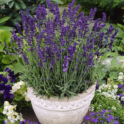 Lavender Seeds