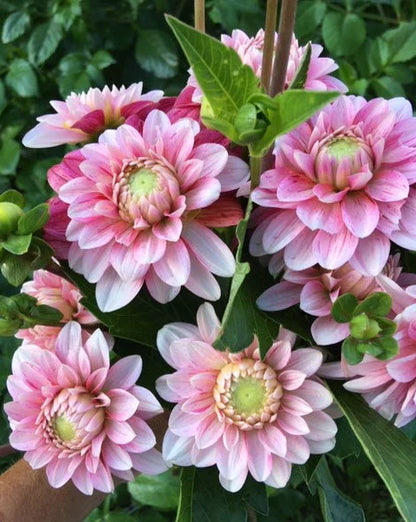 Dahlia Seeds