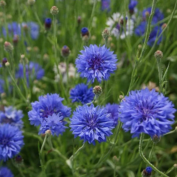 Bachelor Button Seeds