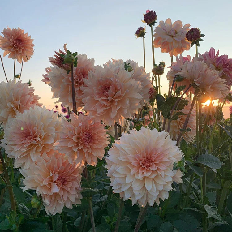 Dahlia Seeds