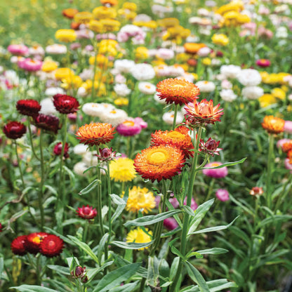 Strawflower Seeds