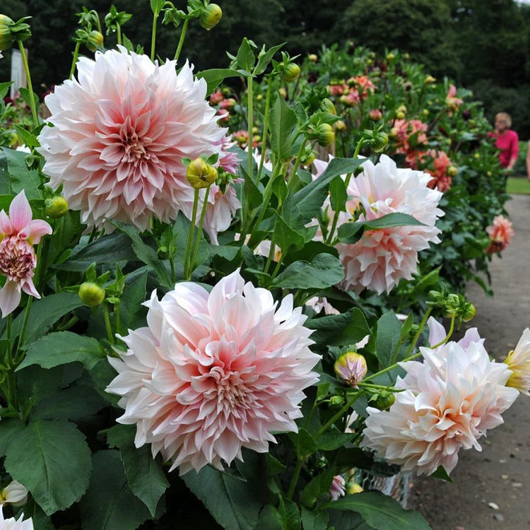 Dahlia Seeds