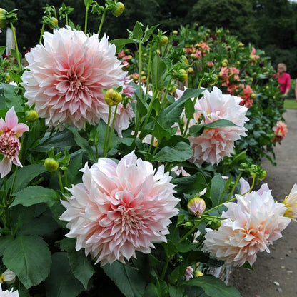 Dahlia Seeds