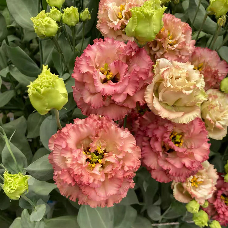Thornless Rose Seeds
