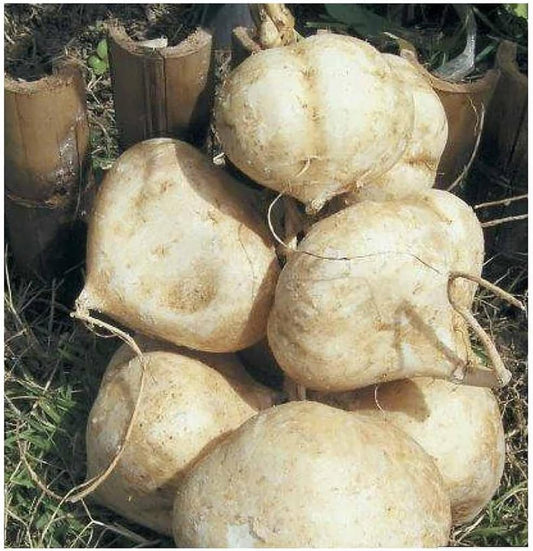 Thai Jicama Root Seeds – 20 Premium Yam Bean Seeds for Home Gardening