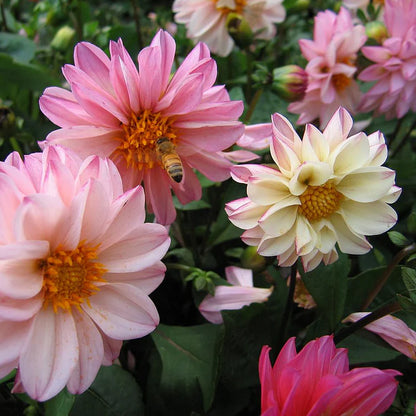Dahlia Seeds