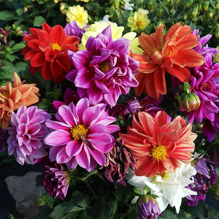 Dahlia Seeds