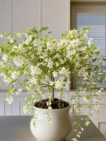 Climbing Jasmine Flower Seeds