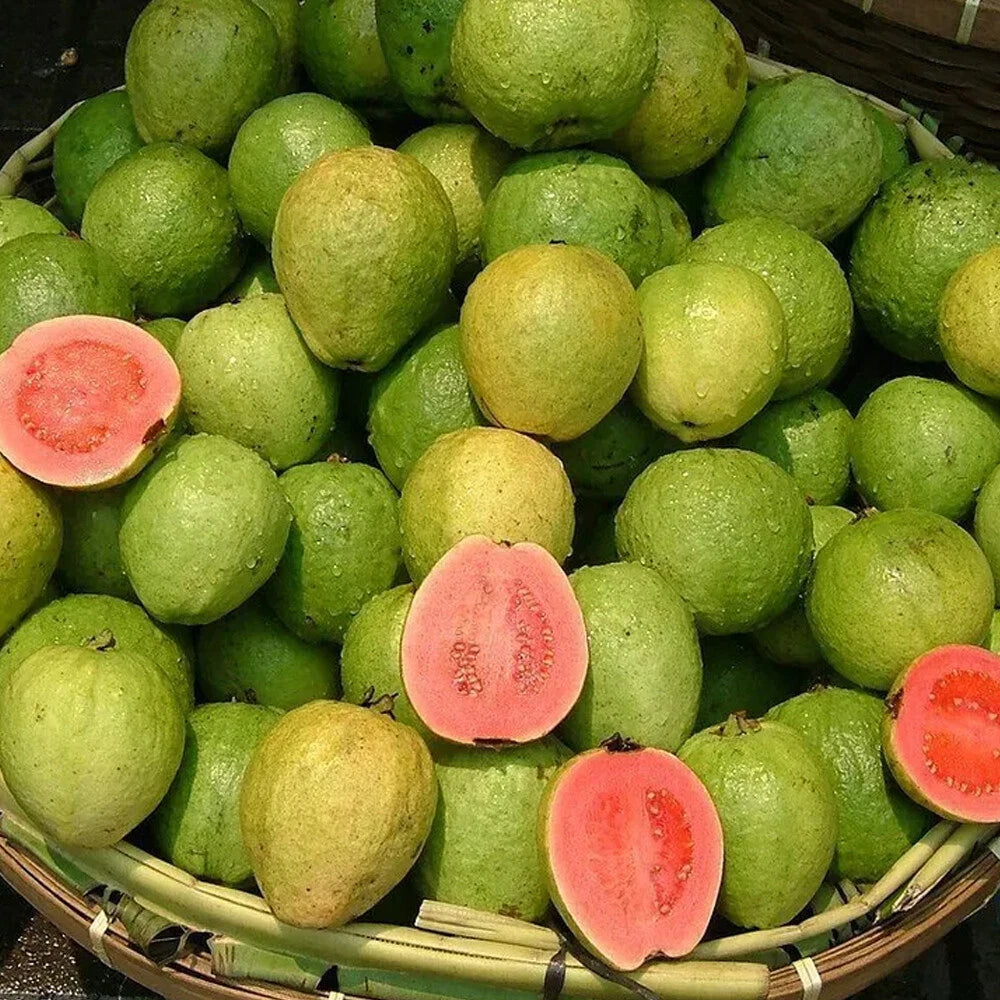 Premium Tropical Guava Seeds