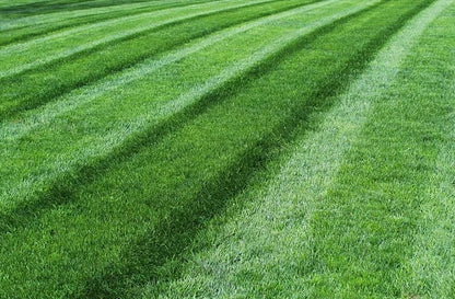 Royal Grass Seeds
