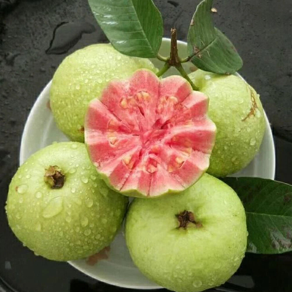 Premium Tropical Guava Seeds