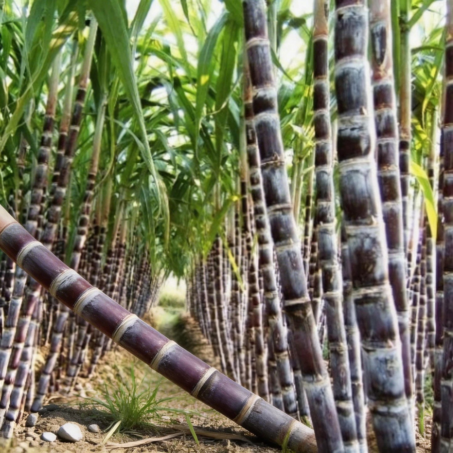 Sugar Cane Seeds - Suitable for Patio & Warm-Climate