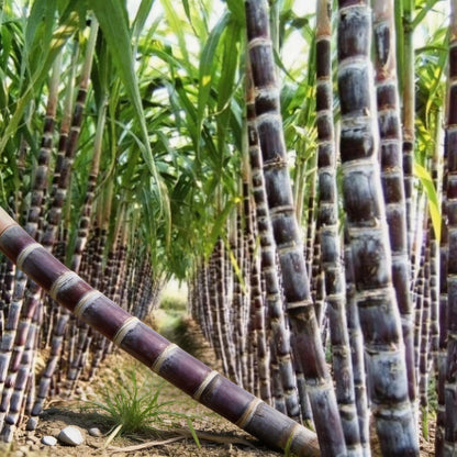 Sugar Cane Seeds - Suitable for Patio & Warm-Climate