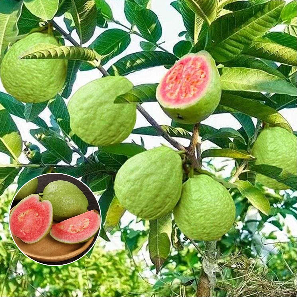 Premium Tropical Guava Seeds