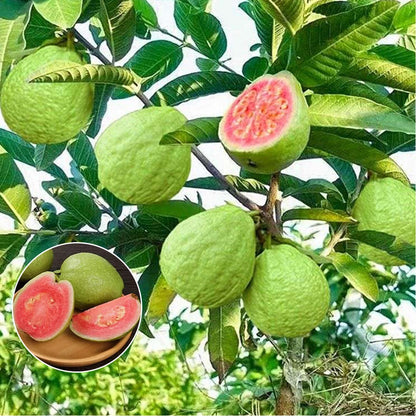 Premium Tropical Guava Seeds