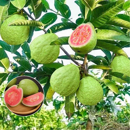 Premium Tropical Guava Seeds