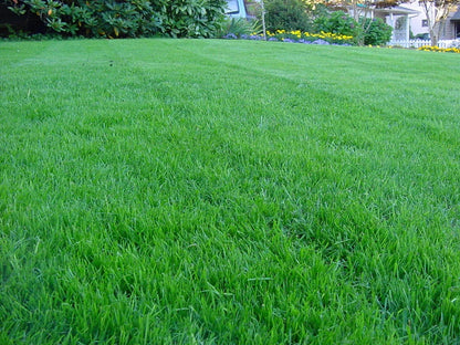 Royal Grass Seeds